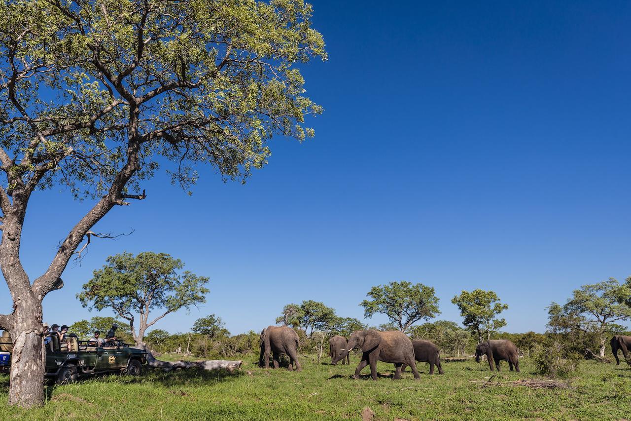 Shindzela Tented Camp Game ReserveTimbavati Exterior foto